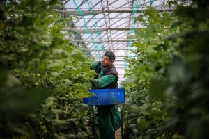 Agriculture and Agroecology (Research and Report)